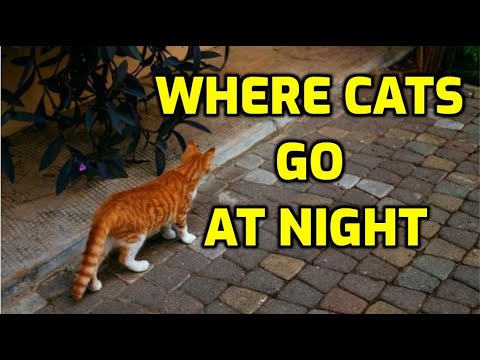 What Do Cats Do At Night When They Go Outside?