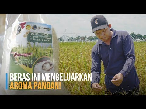 , title : 'KISAH TANI | Petani Muda Ini Membuat Varietas Padi Jenis Baru'