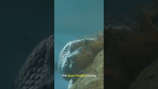 Galápagos: Darwin’s Living Laboratory Under Threat from Climate Change and Human Impact