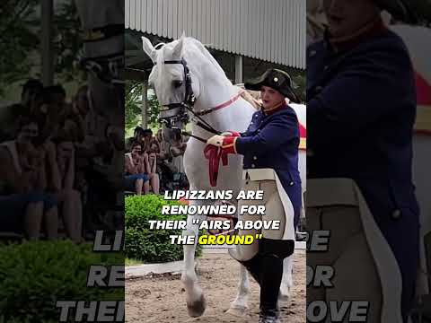 , title : '#Lipizzans, the Ballet Dancers of #Horses'