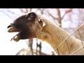 Harlem Shake - Goat Edition 