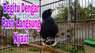 Download lagu Pancingan Jalak Kebo Malas Bunyi Dengan Suara Khas Jalak Kebo Gacor Mompa Bikin Cepat Nyaut mp3 Download lagu Pancingan Jalak Kebo Malas Bunyi Dengan Suara Khas Jalak Kebo Gacor Mompa Bikin Cepat Nyaut mp3