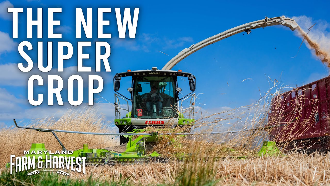 What is Miscanthus? | MDF&H