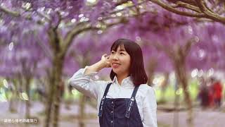跟著小楊老師趣旅行~淡水紫藤花