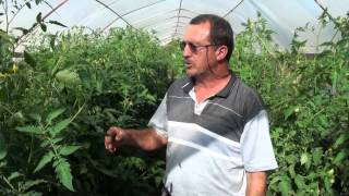 preview picture of video 'Produção de tomate em Ambiente Protegido - Etec Monte Aprazível'