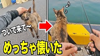 【釣り】猫ちゃんに「ついて来て」と言ったらめっちゃ懐いてしまったｗｗ