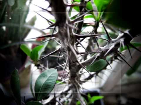 Pr. Marian Marcus - In cetatea-mparateasca - Colinda