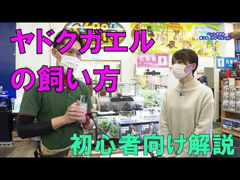 Adelphobates quinquevittatusについて詳しく解説