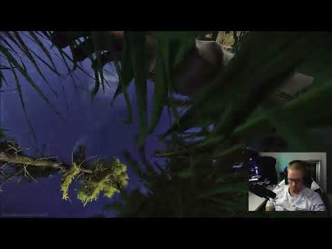 Das Brett des Jahres von Shurtman