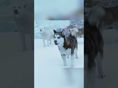 “Pengorbanan Togo: Kesetiaan yang Lebih Kuat dari Kelaparan”