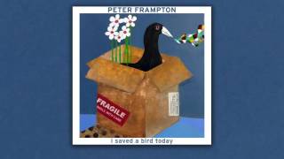 I Saved a Bird Today (AUDIO)