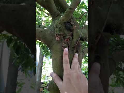 Mai vàng hoành 65 một cốt đẹp