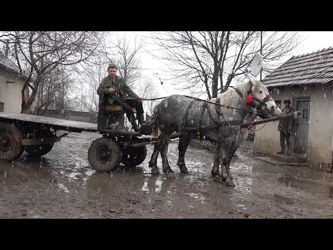 Caii lui Mihai de la Sinlazar, Bihor - 2020 Nou!!!