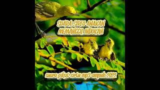 Download lagu sirtu anakan memanggil indukan. durasi panjang ada di channel toki pikat kicau. terimakasih. mp3