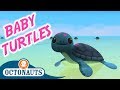 Octonauts - The Baby Sea Turtles | Full Episode | Cartoons for Kids