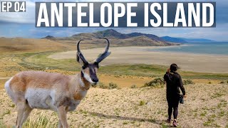 Wildlife Photography on Antelope Island - Utah Travel Vlog - Episode 4