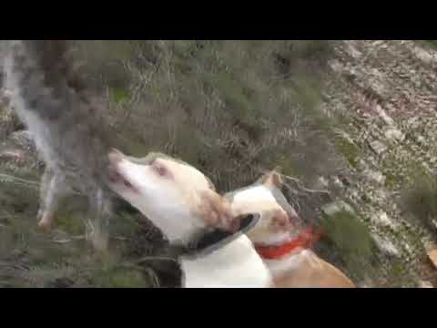 PODENCOS ANDALUCES DE JARRU. EN MONTE, DONDE SE DEMUESTRA LA NARIZ 