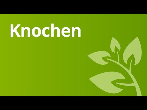 Dr. Evdokimenko Rückenschmerzen Buch Gelatine bei Gelenkerkrankungen