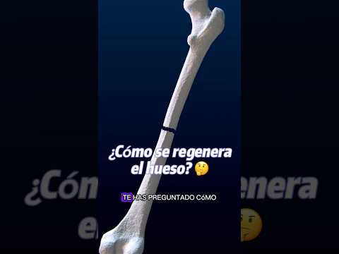 ¿Cómo se regenera el hueso luego de una fractura? #huesos #anatomia #regeneracionosea