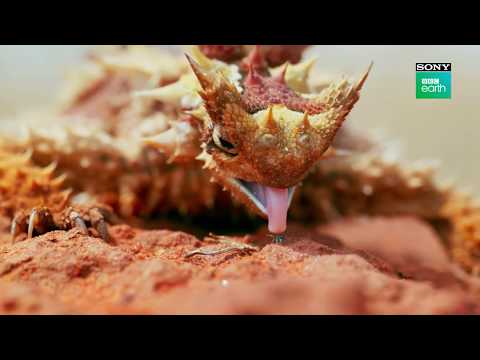 Sneak Peek : Seven Worlds One Planet | Premieres 20th Jan at 9 PM | English | Sony BBC Earth