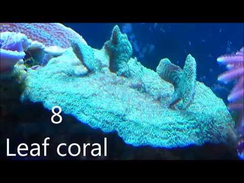 10 easy to keep reef tank corals for biginners