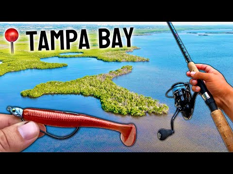 Sight Fishing BIG Tailing Redfish in Tampa Bay!