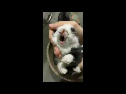 Screams of baby Rabbit