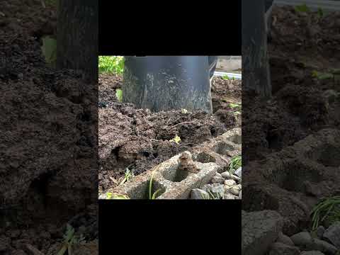 堆肥からミミズを分離するにはどうすればよいですか?簡単な方法  庭園