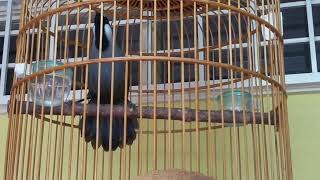 Download lagu Sanwu (Poksay) mp3