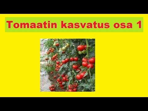 , title : 'Tomaatin kasvatus osa 1 - Lajikkeen valinta, siementen kylvö, alku kasvatus'