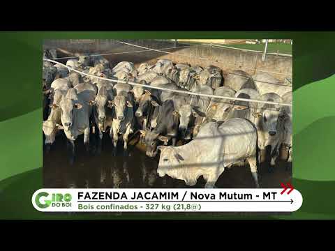 NOVA MUTUM (MT): BOIADA CONFINADA CHEGA A QUASE 22 ARROBAS; VEJA DETALHES