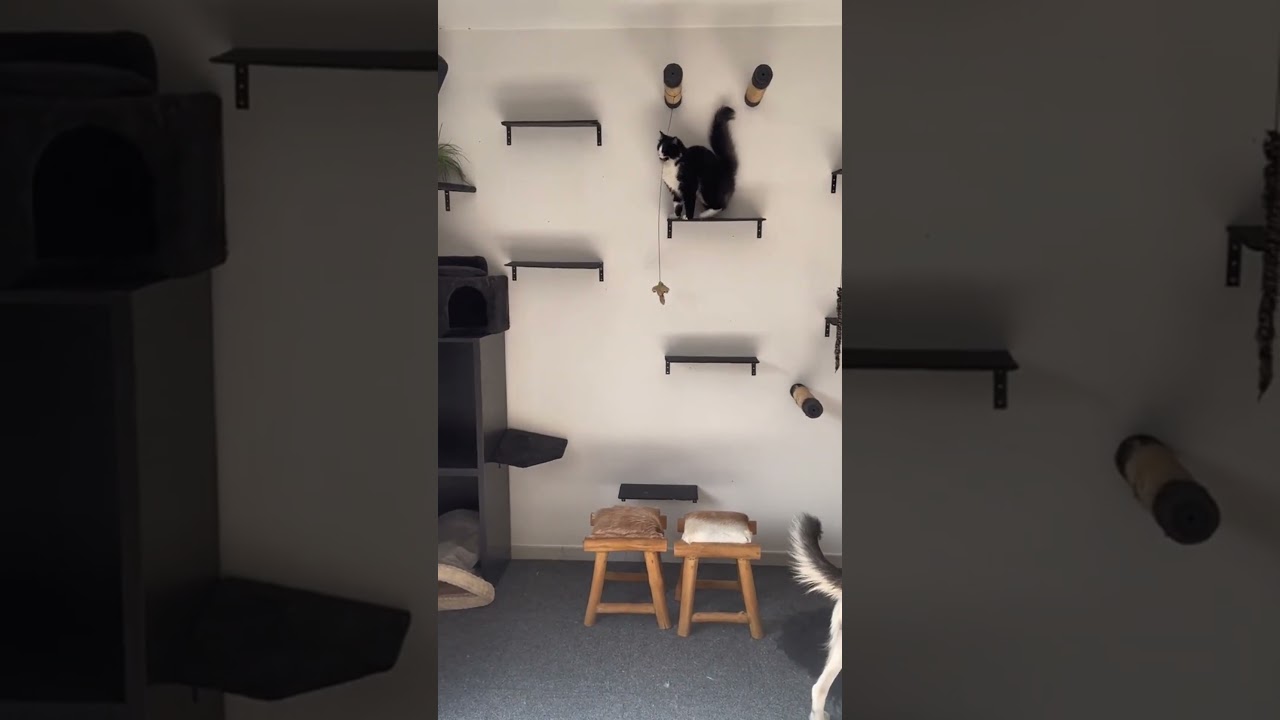 Another way for the cat wall shelves. Build with VADANIA floating shelves👏🤩🤩