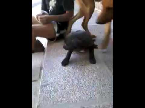 Peleas de perro final