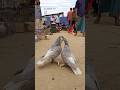 Pigeon Meting Shorts Pigeon Trending Bangladesh