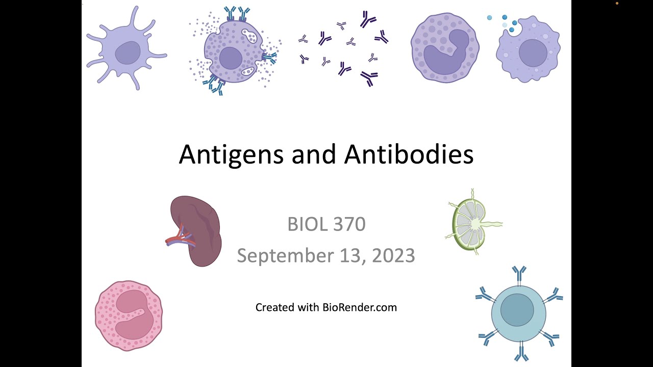 Immunology Fall 2023: Lecture 6 Antigens and Antibodies