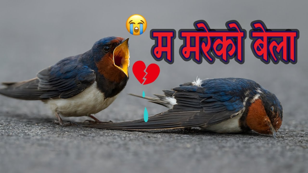 Ma Mareko Bela ( म मरेको बेला ) Narayan Ale | Nepali song | AllStar Nepal | New Nepali Song 