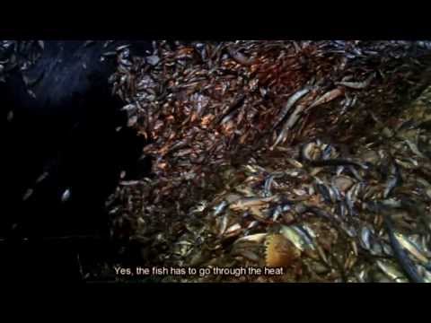 FROM SEA TO SEE (Documentary)