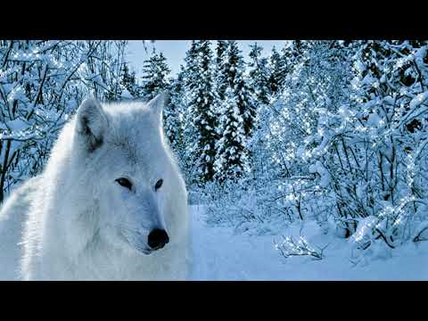 Белая волчица исп. Александр Казанцев (Сотник)