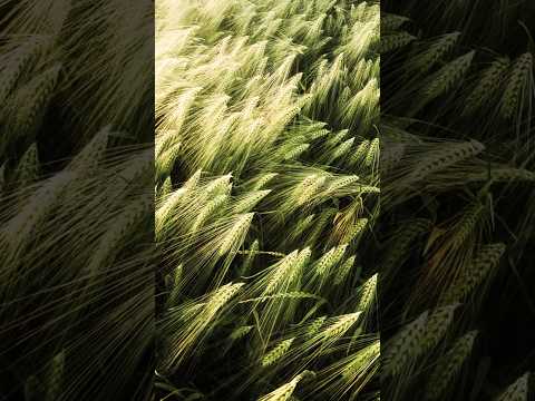 HD Wallpaper 4k Nature photo 001. See Description for Downloading