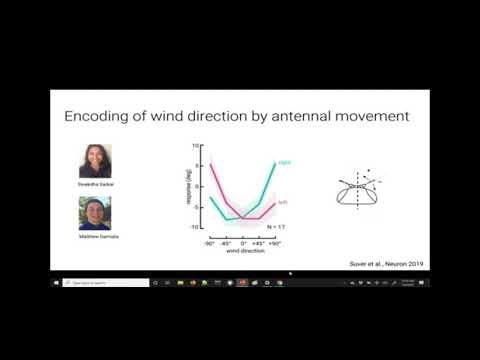 Sensing in a dynamic world: what the antennae of the fruit fly can teach us..