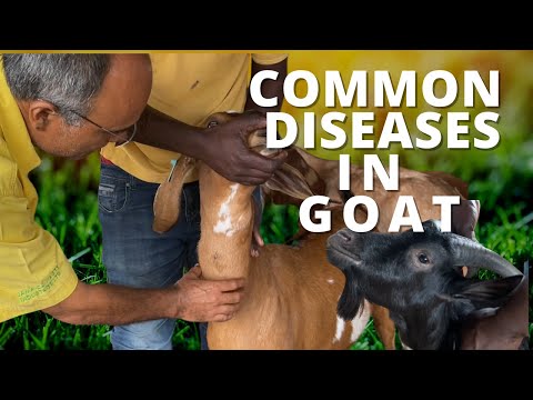 , title : 'COMMON DISEASES IN GOAT & SHEEP/ MANAGING INTERNAL PARASITES'