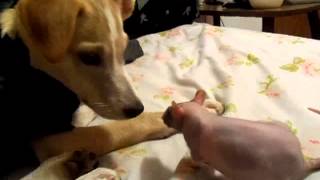 preview picture of video 'Naked Rat playing with puppy'