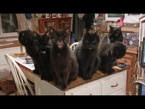 Happy National Black Cat Day