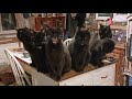 Happy National Black Cat Day