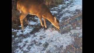 preview picture of video 'Ile Saint-Bernard Chateauguay  janvier 2015'