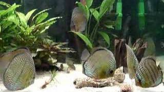 preview picture of video 'Wild Discus'