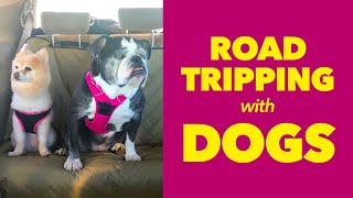 14 Things You NEED For A Road Trip with Dogs