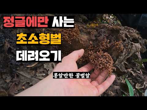 정글숲 썩은 나무 틈에만 사는 미니꿀벌 잡아서 양봉장으로 데려오기(feat.프응꿀 판매)