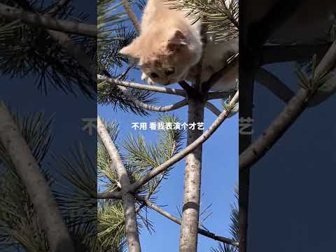 哈哈哈哈哈好多松果儿 一口一只好嘛#记录猫咪日常 #萌宠