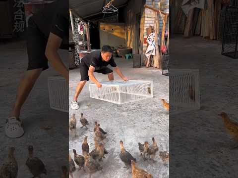 Smart Bird Trap 😱 Catching Pigeons Like Magic! 🎯 #shorts #viral #birdtrap #pigeon #trending